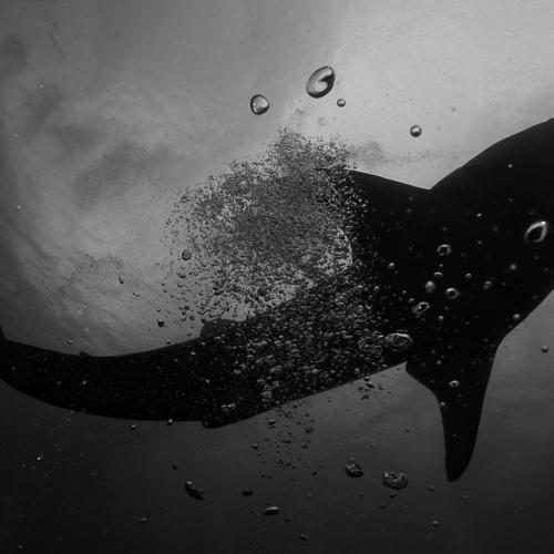 Whale shark