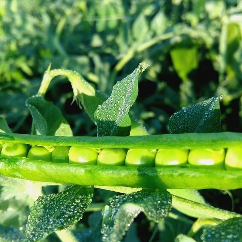 Smiling Peas