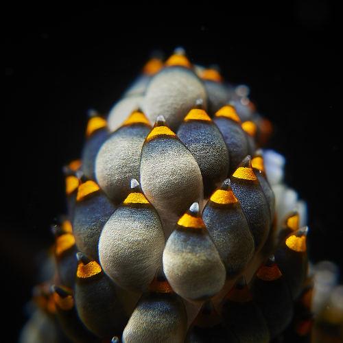 Nature's flame