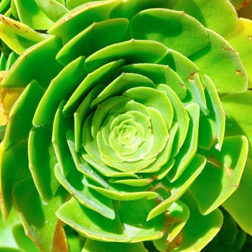 Green flower