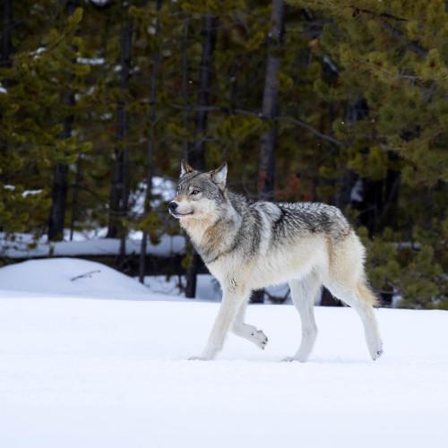 Wildlife