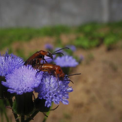 Mating!
