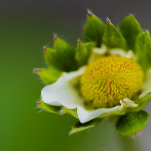 Little flower