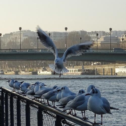 Seagulls on the Seine