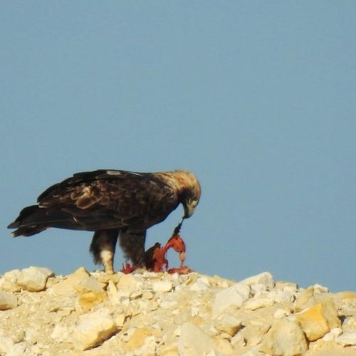 Predator -  Hunt