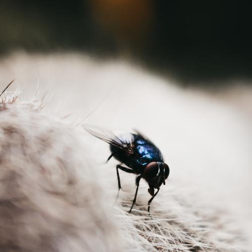 Fly fly fly