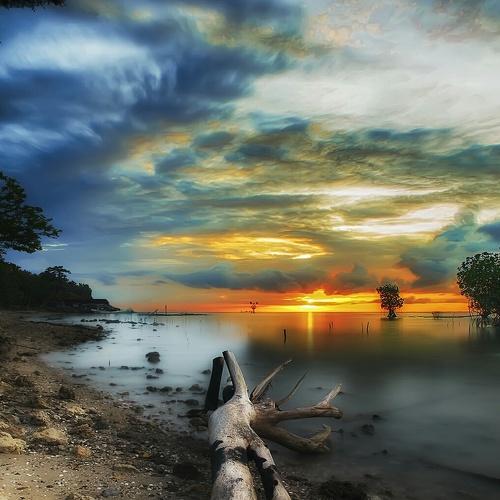Broken tree
