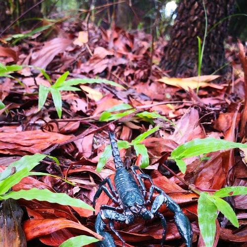 Blue Predatory