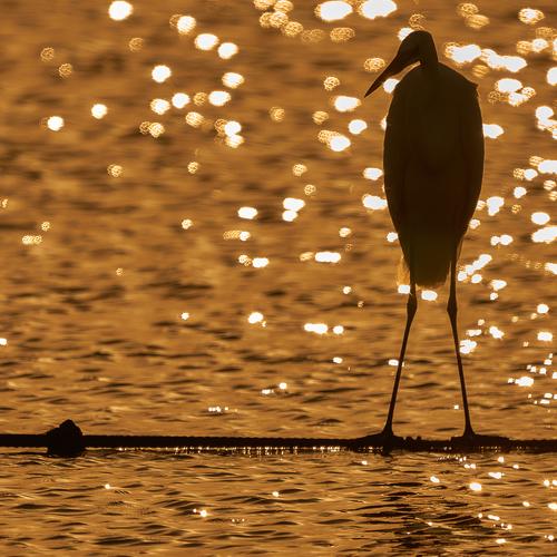 Photo #3308555