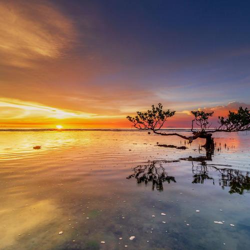 Lonely Tree