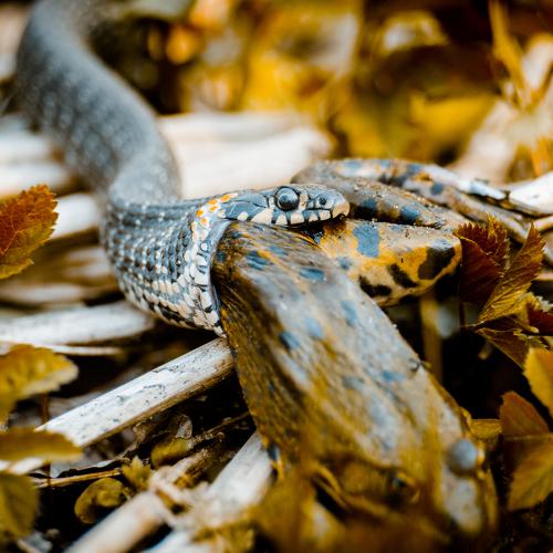 Snake & Frog
