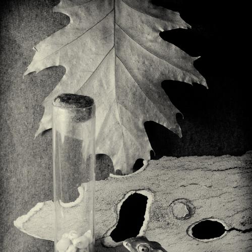 Photo #3311106