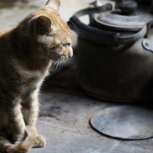 Who moved my fish
