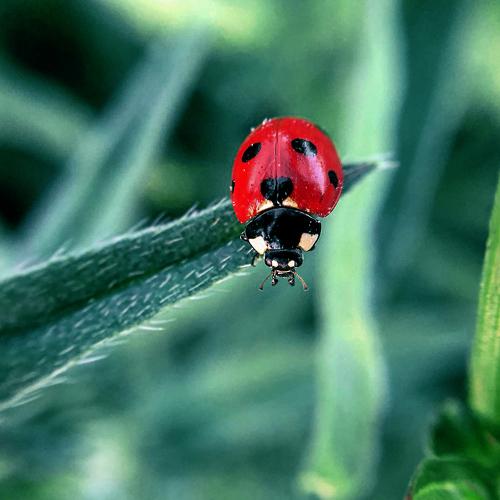 Ladybug