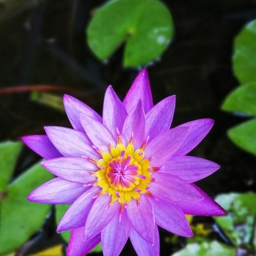 Lotus