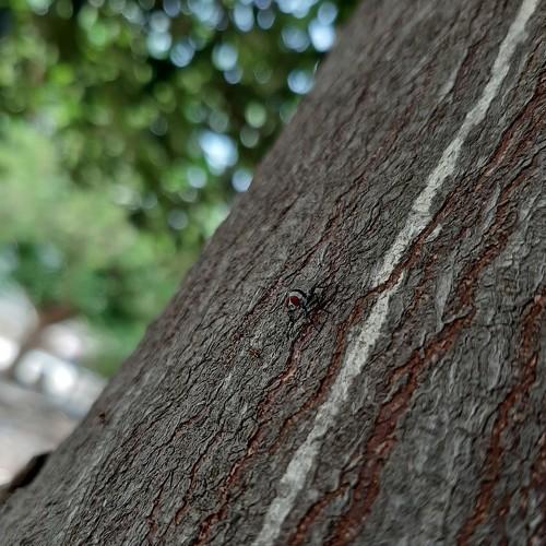 Let's play camouflage