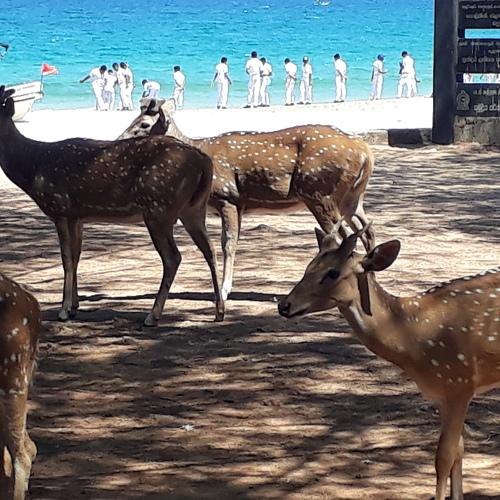 deers near the beach