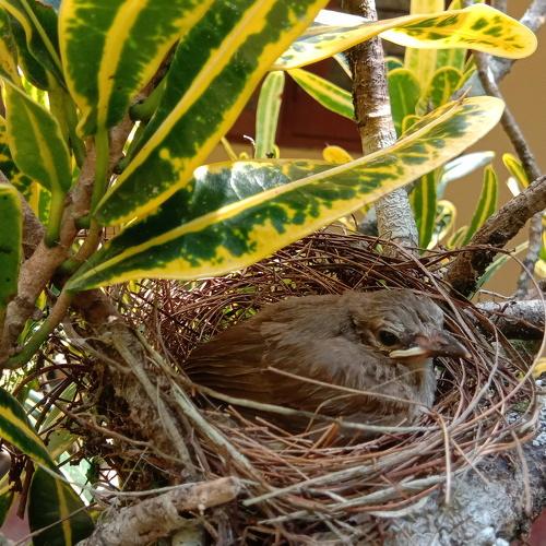 a baby bird