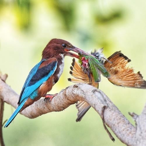 Kingfisher eating the green bee-eater.