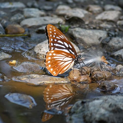 The reflection  if Flying jewel