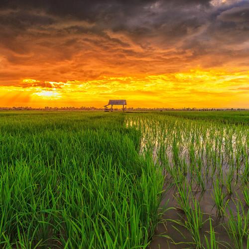 Sunset at the Rice Field