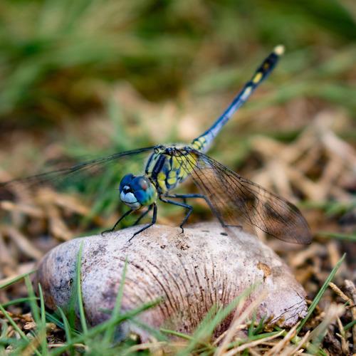 Chasing dragonflies