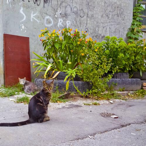 Дворовые коты