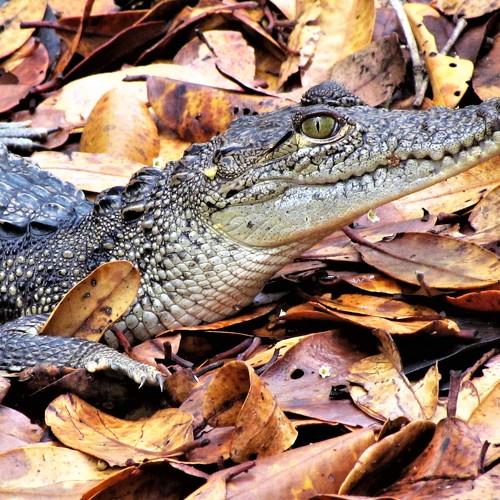 A handsome Alligator