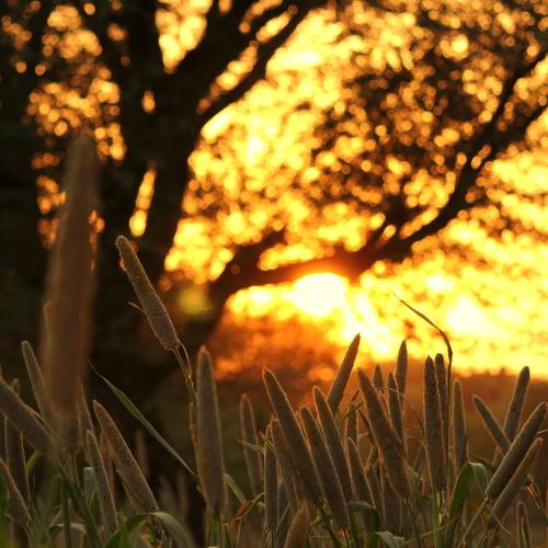 watching sunset