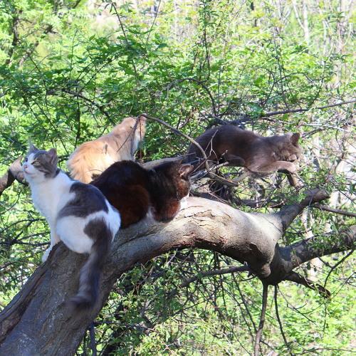 Крымские кошки