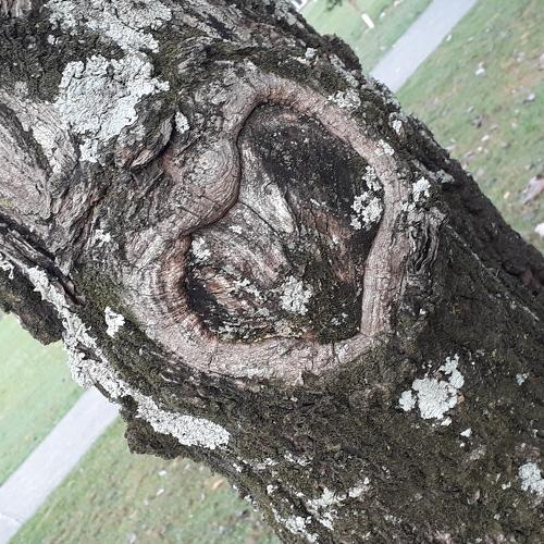 Heart of the tree