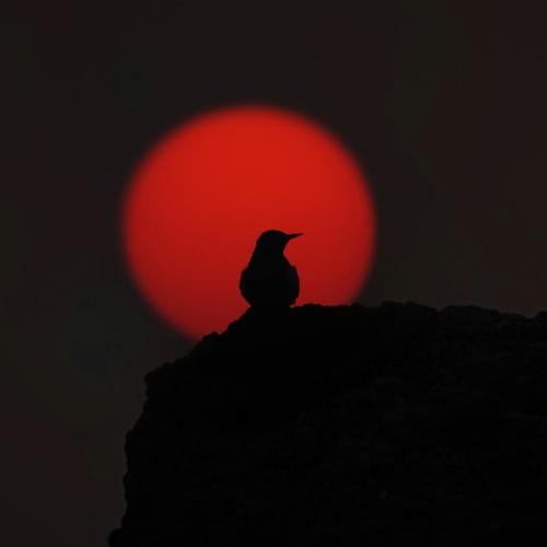 How dusk dies!