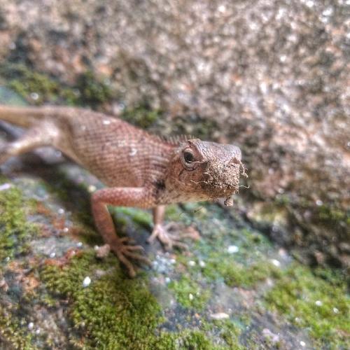 Agamid Lizard