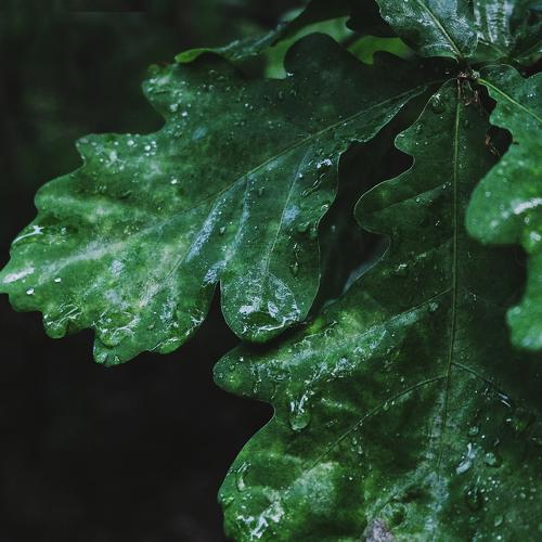 Photo #3325046