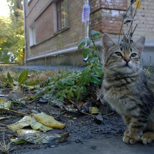 Позирующий