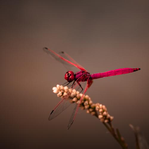Dragonfly