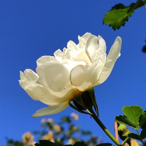 Роза пока цвела
