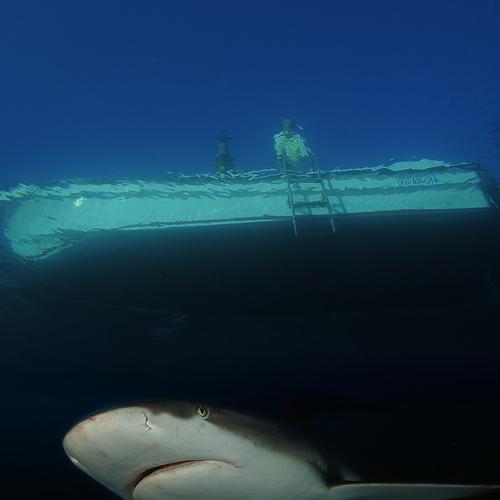 Free Shark