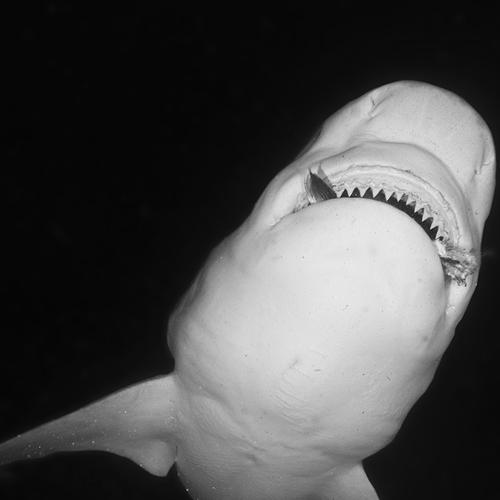 BULL SHARK ATTACK