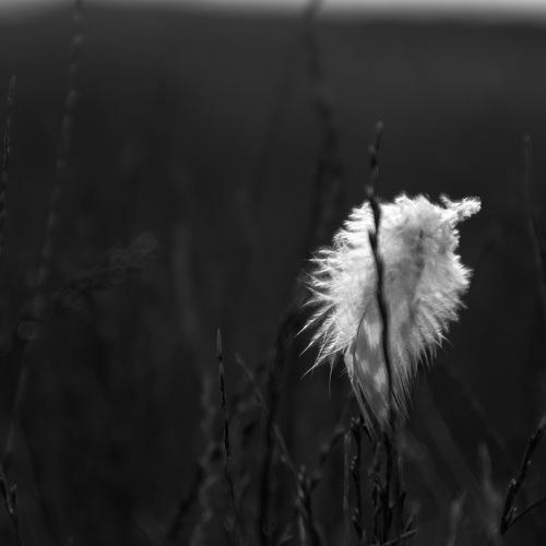 Loneliness