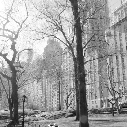 Central Park NYC, 2019