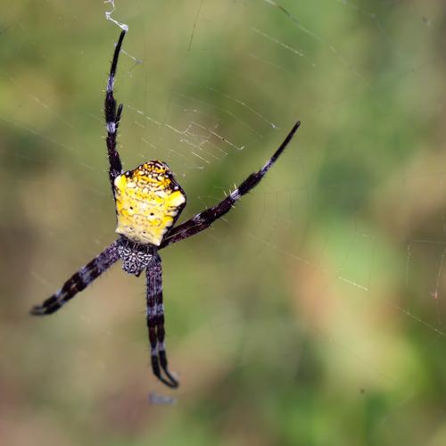 Banana Spider
