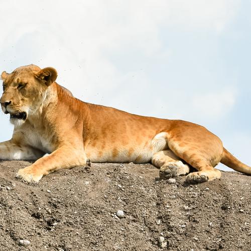 A lazy lioness