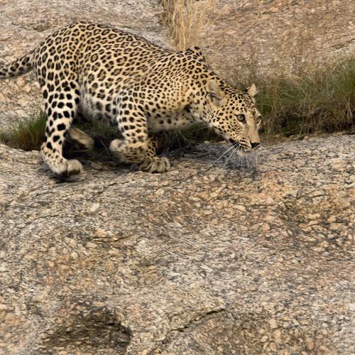 a leopardess chasing its prey