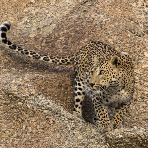 Few seconds before the hunt