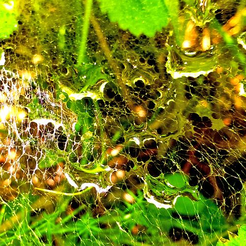 Сobweb after rain