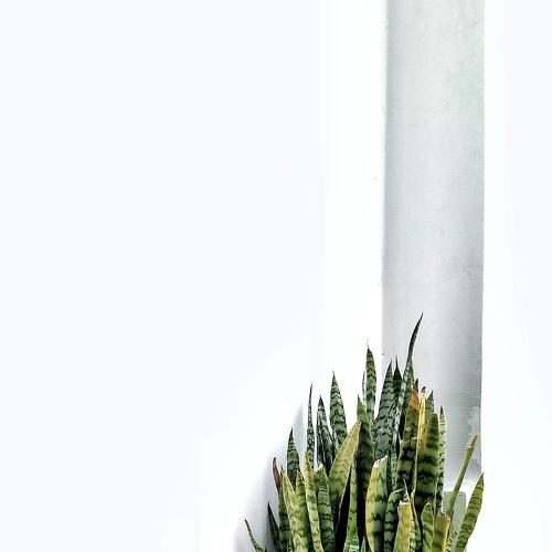 Planta