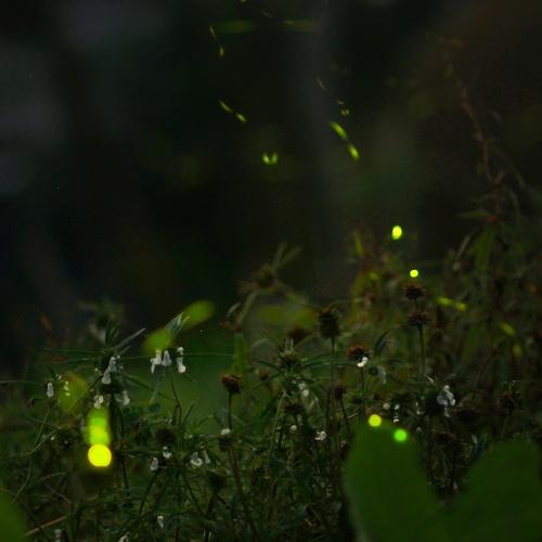 Fire fly