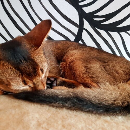 кот