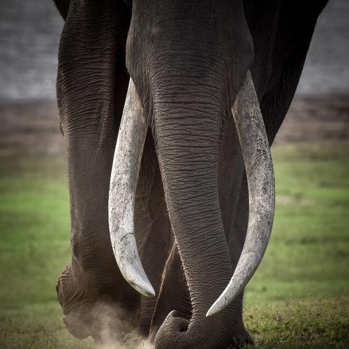 This wildness is their beauty